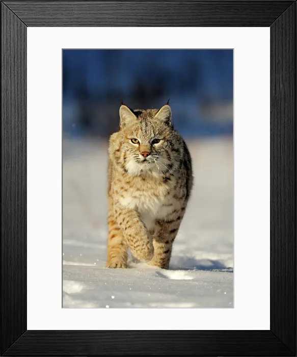 Framed Print : Bobcat (Lynx rufus) Captive raised, Bozeman, Montana, USA Framed Print : Bobcat (Lynx rufus) Captive raised, Bozeman, Montana, USA