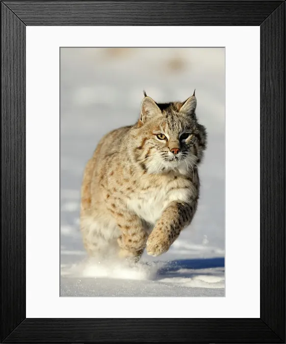 Framed Print : Bobcat (Lynx rufus) Captive raised, Bozeman, Montana, USA Framed Print : Bobcat (Lynx rufus) Captive raised, Bozeman, Montana, USA