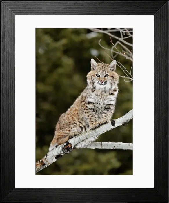 Framed Print : Bobcat (Lynx rufus) Captive raised, Bozeman, Montana, USA Framed Print : Bobcat (Lynx rufus) Captive raised, Bozeman, Montana, USA