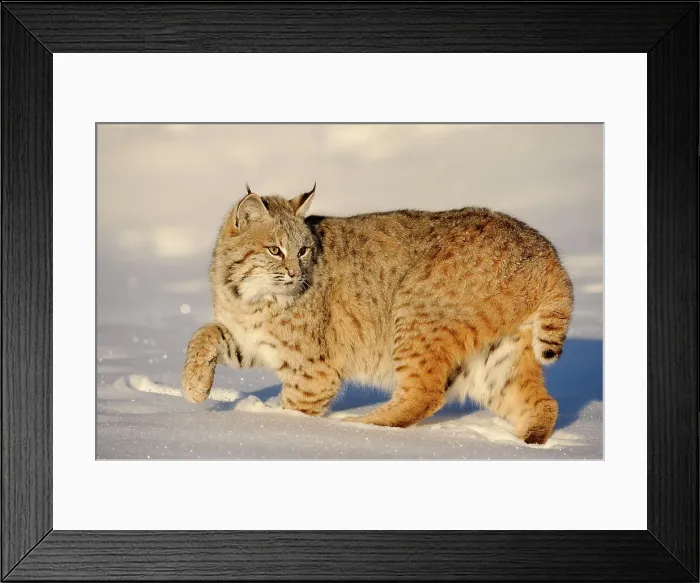 Framed Print : Bobcat (Lynx rufus) Captive raised, Bozeman, Montana, USA Framed Print : Bobcat (Lynx rufus) Captive raised, Bozeman, Montana, USA