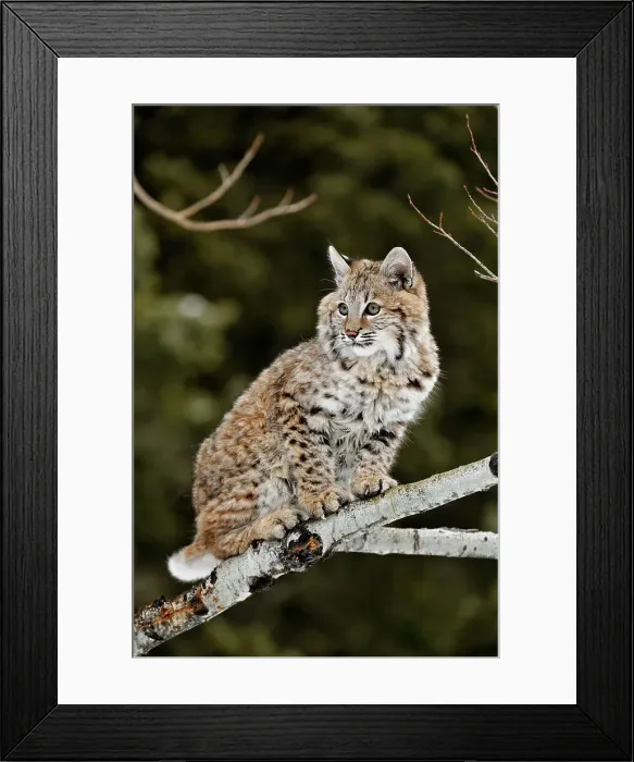 Framed Print : Bobcat (Lynx rufus) Captive raised, Bozeman, Montana, USA Framed Print : Bobcat (Lynx rufus) Captive raised, Bozeman, Montana, USA