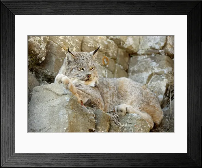 Framed Print : Canada lynx (Lynx canadensis)- Captive raised, Bozeman, Montana, USA Framed Print : Canada lynx (Lynx canadensis)- Captive raised, Bozeman, Montana, USA