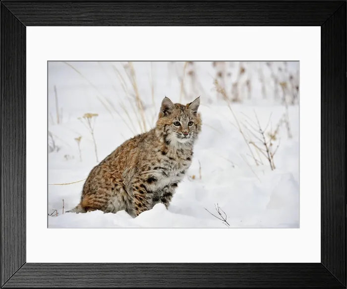 Framed Print : Bobcat (Lynx rufus) Captive raised, Bozeman, Montana, USA Framed Print : Bobcat (Lynx rufus) Captive raised, Bozeman, Montana, USA