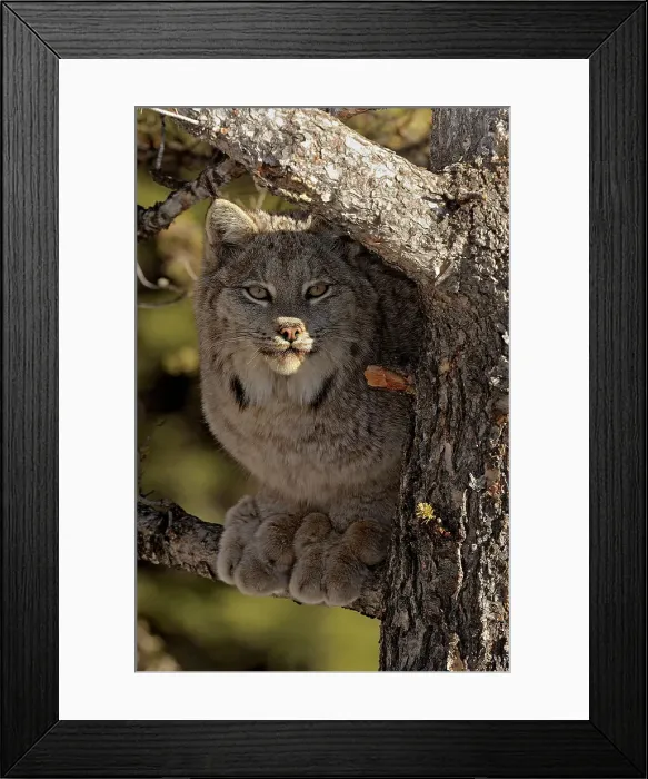 Framed Print : Canada lynx (Lynx canadensis)- Captive raised, Bozeman, Montana, USA Framed Print : Canada lynx (Lynx canadensis)- Captive raised, Bozeman, Montana, USA