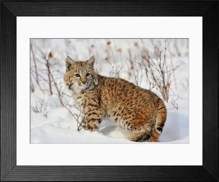 Framed Print : Bobcat (Lynx rufus) Captive raised, Bozeman, Montana, USA Framed Print : Bobcat (Lynx rufus) Captive raised, Bozeman, Montana, USA