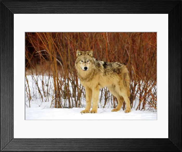 Framed Print : Gray / grey / timber wolf (Canis lupus)- captive raised adult, Bozeman, Montana, USA