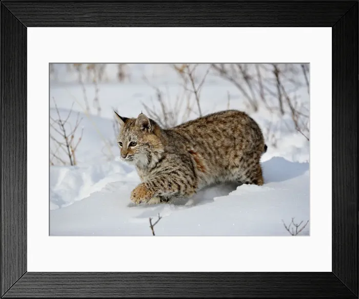 Framed Print : Bobcat (Lynx rufus) Captive raised, Bozeman, Montana, USA Framed Print : Bobcat (Lynx rufus) Captive raised, Bozeman, Montana, USA