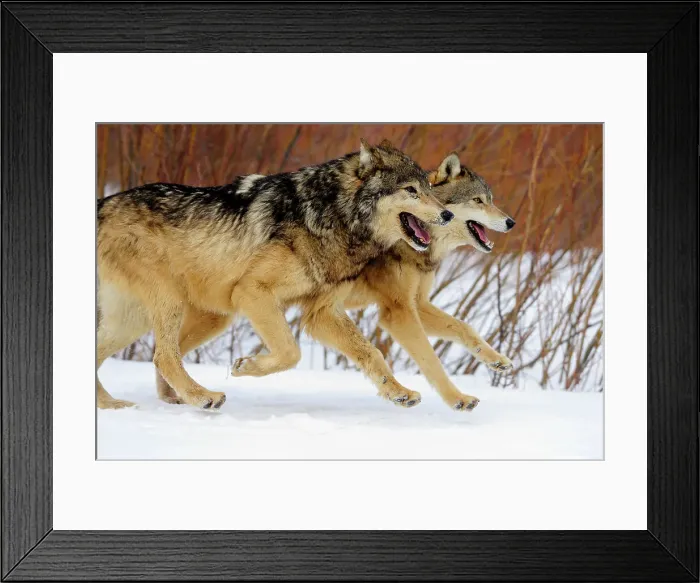 Framed Print : Gray / grey / timber wolf (Canis lupus)- captive raised adult, Bozeman, Montana, USA Framed Print : Gray / grey / timber wolf (Canis lupus)- captive raised adult, Bozeman, Montana, USA