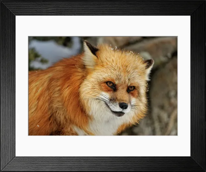 Framed Print : Red fox (Vulpes vulpes). Captive raised adult, Bozeman, Montana, USA Framed Print : Red fox (Vulpes vulpes). Captive raised adult, Bozeman, Montana, USA