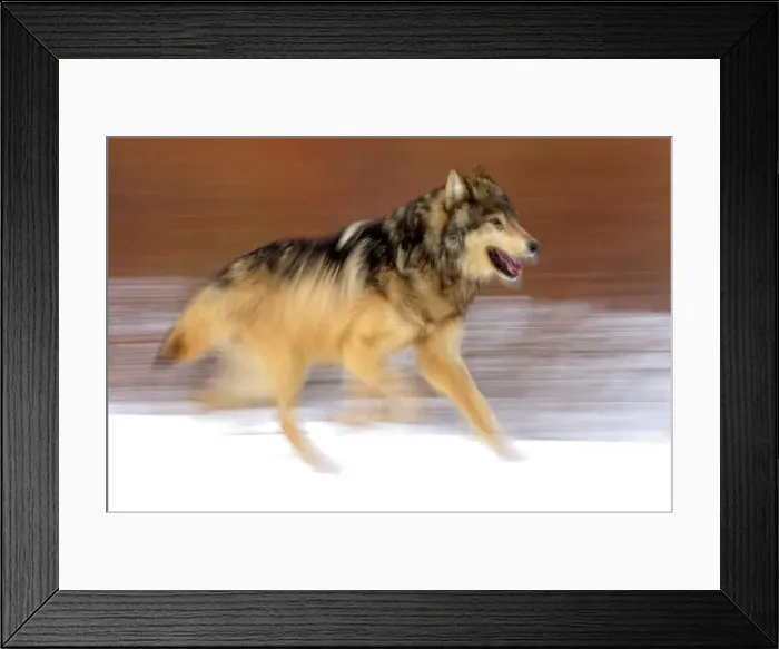 Framed Print : Gray / grey / timber wolf (Canis lupus)- captive raised adult, Bozeman, Montana, USA Framed Print : Gray / grey / timber wolf (Canis lupus)- captive raised adult, Bozeman, Montana, USA