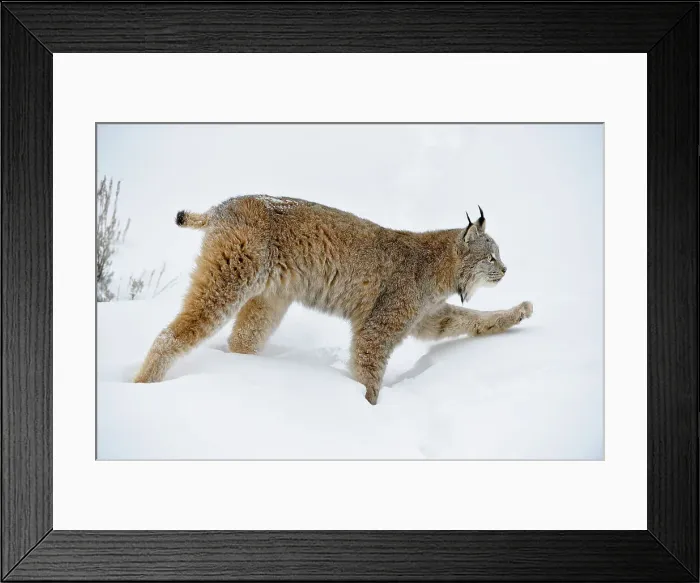 Framed Print : Canada lynx (Lynx canadensis)- Captive raised, Bozeman, Montana, USA Framed Print : Canada lynx (Lynx canadensis)- Captive raised, Bozeman, Montana, USA
