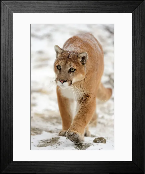 Framed Print : Mountain lion / Cougar / Puma (Felis concolor)- captive raised, Bozeman, Montana, USA Framed Print : Mountain lion / Cougar / Puma (Felis concolor)- captive raised, Bozeman, Montana, USA