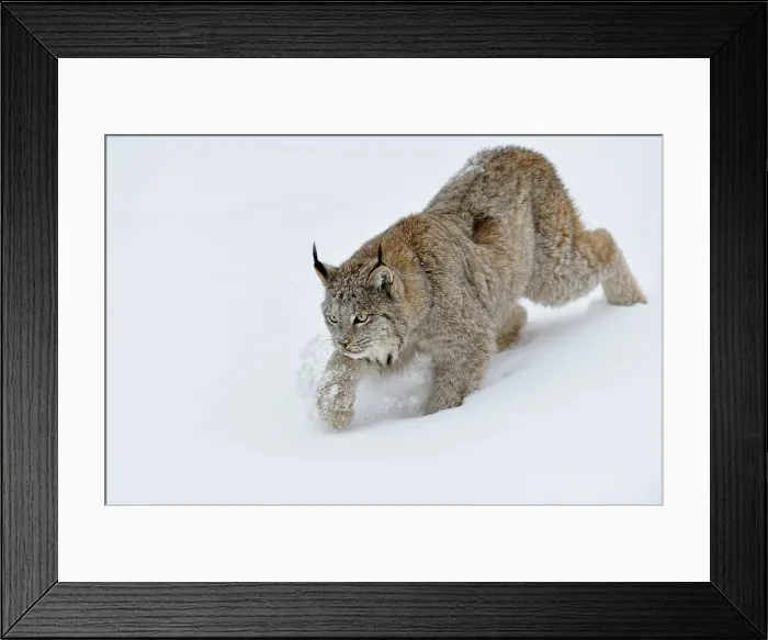 Framed Print : Canada lynx (Lynx canadensis)- Captive raised, Bozeman, Montana, USA Framed Print : Canada lynx (Lynx canadensis)- Captive raised, Bozeman, Montana, USA
