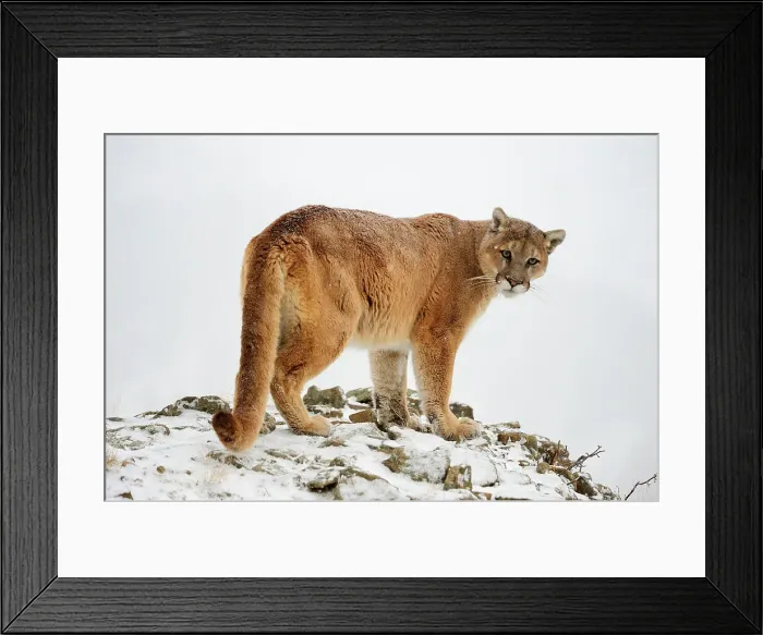 Framed Print : Mountain lion / Cougar / Puma (Felis concolor)- captive raised, Bozeman, Montana, USA Framed Print : Mountain lion / Cougar / Puma (Felis concolor)- captive raised, Bozeman, Montana, USA