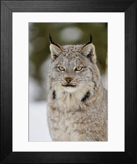 Framed Print : Canada lynx (Lynx canadensis)- Captive raised, Bozeman, Montana, USA Framed Print : Canada lynx (Lynx canadensis)- Captive raised, Bozeman, Montana, USA
