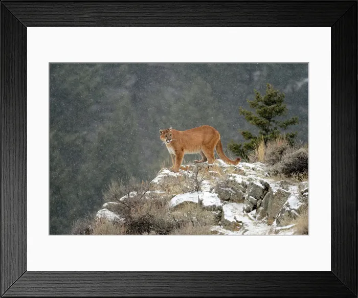 Framed Print : Mountain lion / Cougar / Puma (Felis concolor)- captive raised, Bozeman, Montana, USA Framed Print : Mountain lion / Cougar / Puma (Felis concolor)- captive raised, Bozeman, Montana, USA