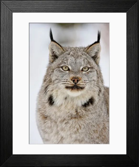 Framed Print : Canada lynx (Lynx canadensis)- Captive raised, Bozeman, Montana, USA