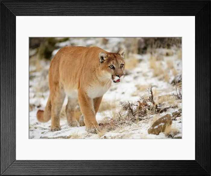 Framed Print : Mountain lion / Cougar / Puma (Felis concolor)- captive raised, Bozeman, Montana, USA Framed Print : Mountain lion / Cougar / Puma (Felis concolor)- captive raised, Bozeman, Montana, USA