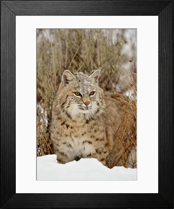 Framed Print : Bobcat (Lynx rufus) Captive raised, Bozeman, Montana, USA Framed Print : Bobcat (Lynx rufus) Captive raised, Bozeman, Montana, USA