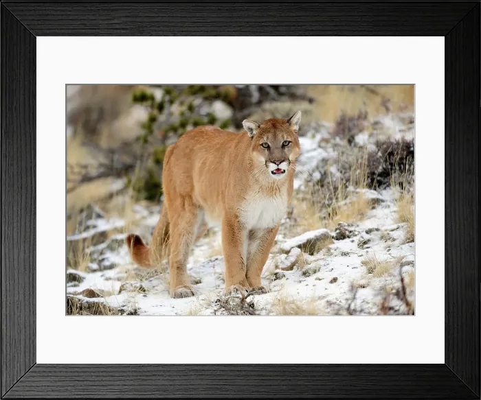 Framed Print : Mountain lion / Cougar / Puma (Felis concolor)- captive raised, Bozeman, Montana, USA Framed Print : Mountain lion / Cougar / Puma (Felis concolor)- captive raised, Bozeman, Montana, USA