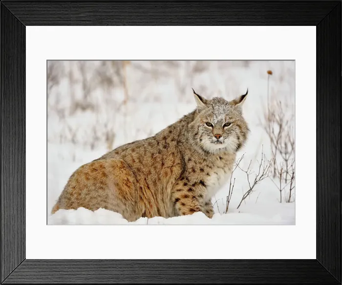 Framed Print : Bobcat (Lynx rufus) Captive raised, Bozeman, Montana, USA Framed Print : Bobcat (Lynx rufus) Captive raised, Bozeman, Montana, USA