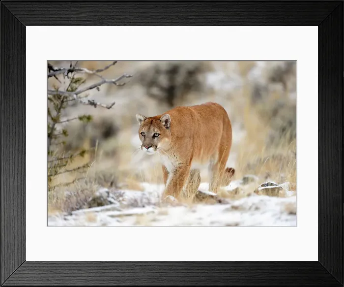Framed Print : Mountain lion / Cougar / Puma (Felis concolor)- captive raised, Bozeman, Montana, USA