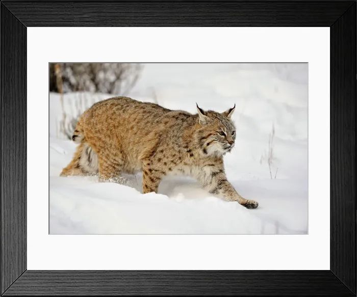 Framed Print : Bobcat (Lynx rufus) Captive raised, Bozeman, Montana, USA Framed Print : Bobcat (Lynx rufus) Captive raised, Bozeman, Montana, USA