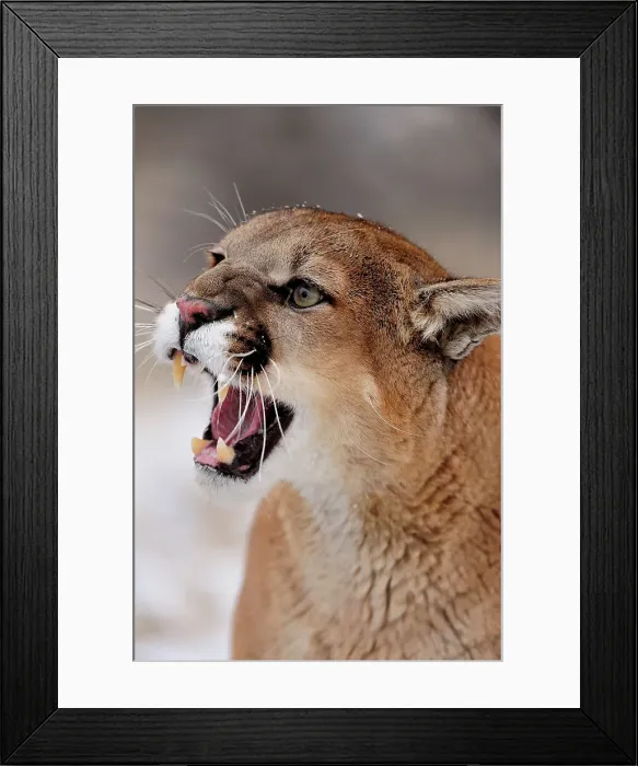 Framed Print : Mountain lion / Cougar / Puma (Felis concolor)- captive raised, Bozeman, Montana, USA Framed Print : Mountain lion / Cougar / Puma (Felis concolor)- captive raised, Bozeman, Montana, USA