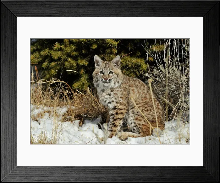 Framed Print : Bobcat (Lynx rufus) Captive raised, Bozeman, Montana, USA Framed Print : Bobcat (Lynx rufus) Captive raised, Bozeman, Montana, USA