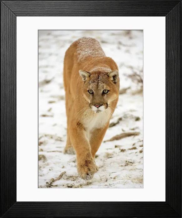 Framed Print : Mountain lion / Cougar / Puma (Felis concolor)- captive raised, Bozeman, Montana, USA Framed Print : Mountain lion / Cougar / Puma (Felis concolor)- captive raised, Bozeman, Montana, USA
