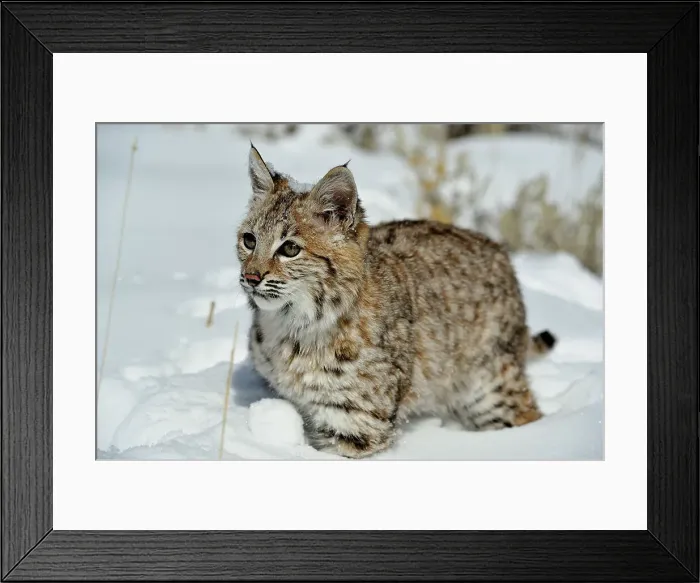 Framed Print : Bobcat (Lynx rufus) Captive raised, Bozeman, Montana, USA Framed Print : Bobcat (Lynx rufus) Captive raised, Bozeman, Montana, USA