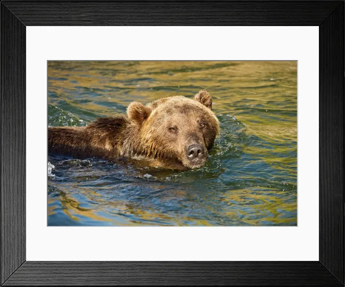 Framed Print : Grizzly bear (Ursus arctos)- captive raised, Bozeman, Montana, USA
