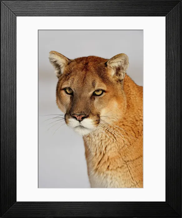 Framed Print : Mountain lion / Cougar / Puma (Felis concolor)- captive raised, Bozeman, Montana, USA Framed Print : Mountain lion / Cougar / Puma (Felis concolor)- captive raised, Bozeman, Montana, USA