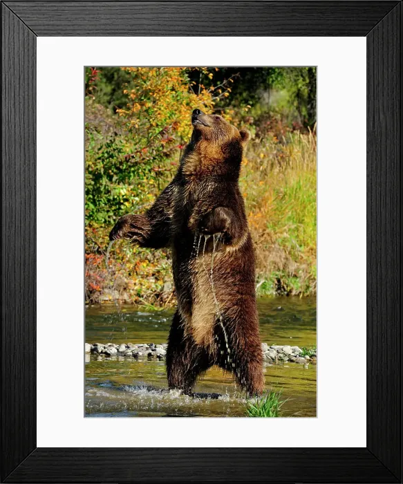 Framed Print : Grizzly bear (Ursus arctos)- captive raised, Bozeman, Montana, USA Framed Print : Grizzly bear (Ursus arctos)- captive raised, Bozeman, Montana, USA