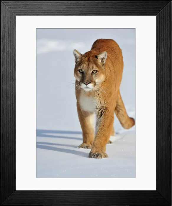 Framed Print : Mountain lion / Cougar / Puma (Felis concolor)- captive raised, Bozeman, Montana, USA Framed Print : Mountain lion / Cougar / Puma (Felis concolor)- captive raised, Bozeman, Montana, USA