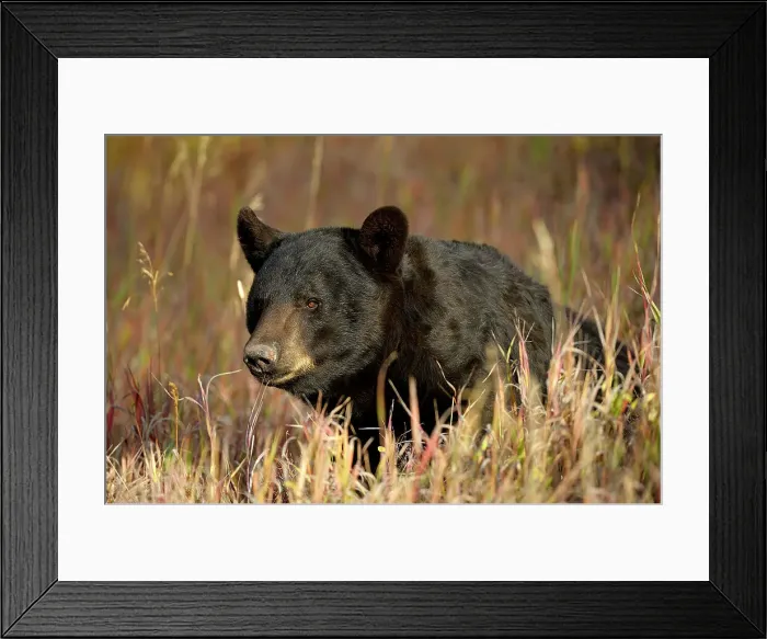 Framed Print : Black bear (Ursus americanus)- captive raised, Bozeman, Montana, USA Framed Print : Black bear (Ursus americanus)- captive raised, Bozeman, Montana, USA
