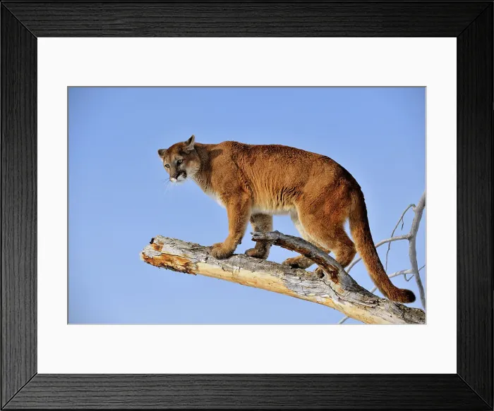 Framed Print : Mountain lion / Cougar / Puma (Felis concolor)- captive raised, Bozeman, Montana, USA