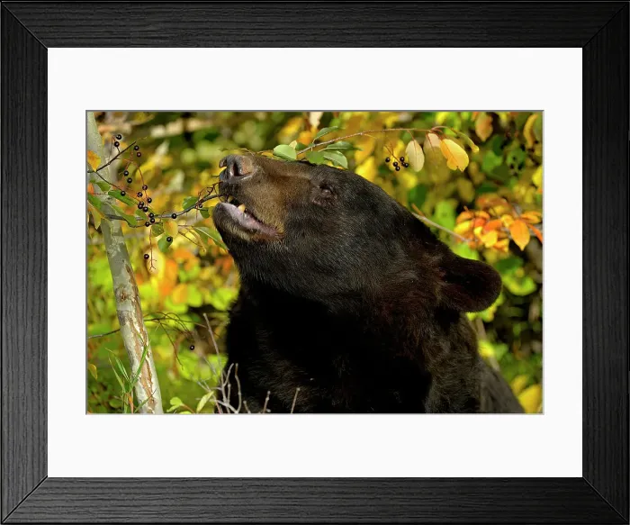 Framed Print : Black bear (Ursus americanus)- captive raised, Bozeman, Montana, USA Framed Print : Black bear (Ursus americanus)- captive raised, Bozeman, Montana, USA