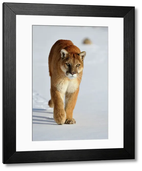 Framed Print : Mountain lion / Cougar / Puma (Felis concolor)- captive raised, Bozeman, Montana, USA Framed Print : Mountain lion / Cougar / Puma (Felis concolor)- captive raised, Bozeman, Montana, USA