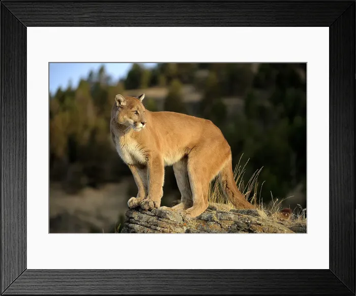 Framed Print : Mountain lion / Cougar / Puma (Felis concolor)- captive raised, Bozeman, Montana, USA Framed Print : Mountain lion / Cougar / Puma (Felis concolor)- captive raised, Bozeman, Montana, USA