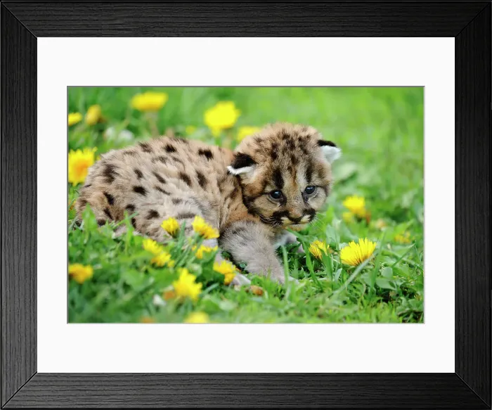 Framed Print : Mountain lion / Cougar / Puma (Felis concolor)- captive raised, Bozeman, Montana, USA Framed Print : Mountain lion / Cougar / Puma (Felis concolor)- captive raised, Bozeman, Montana, USA