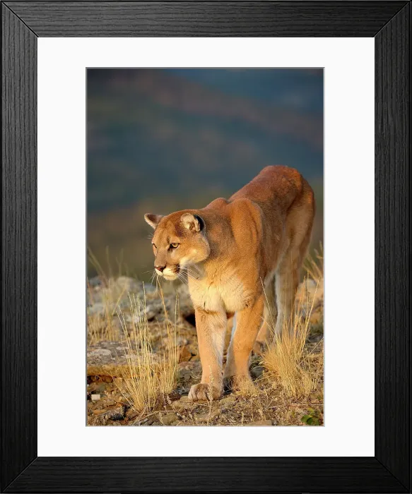 Framed Print : Mountain lion / Cougar / Puma (Felis concolor)- captive raised, Bozeman, Montana, USA Framed Print : Mountain lion / Cougar / Puma (Felis concolor)- captive raised, Bozeman, Montana, USA