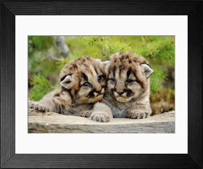 Framed Print : Mountain lion / Cougar / Puma (Felis concolor)- captive raised, Bozeman, Montana, USA Framed Print : Mountain lion / Cougar / Puma (Felis concolor)- captive raised, Bozeman, Montana, USA