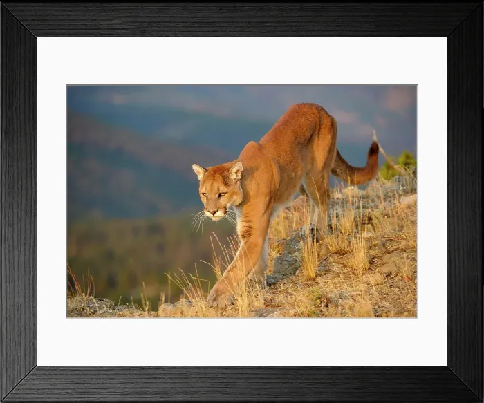 Framed Print : Mountain lion / Cougar / Puma (Felis concolor)- captive raised, Bozeman, Montana, USA Framed Print : Mountain lion / Cougar / Puma (Felis concolor)- captive raised, Bozeman, Montana, USA