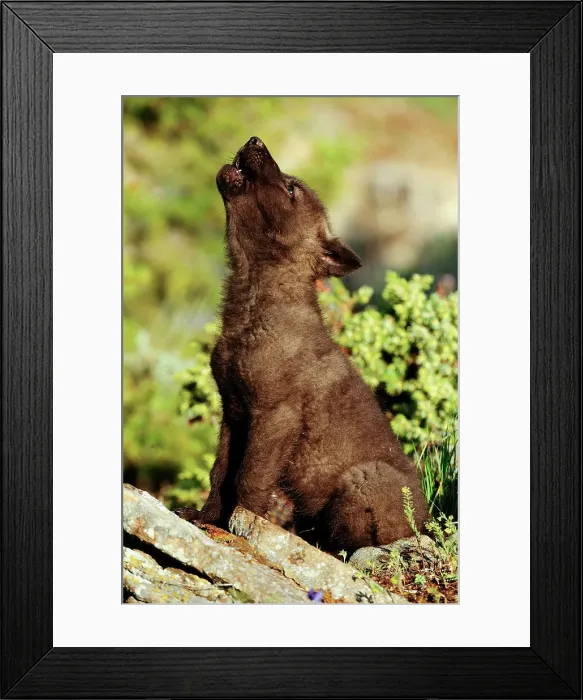 Framed Print : Gray / grey / timber wolf (Canis lupus)- captive raised cub, Bozeman, Montana, USA Framed Print : Gray / grey / timber wolf (Canis lupus)- captive raised cub, Bozeman, Montana, USA