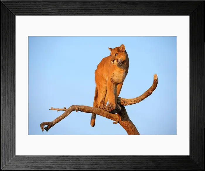 Framed Print : Mountain lion / Cougar / Puma (Felis concolor)- captive raised, Bozeman, Montana, USA Framed Print : Mountain lion / Cougar / Puma (Felis concolor)- captive raised, Bozeman, Montana, USA