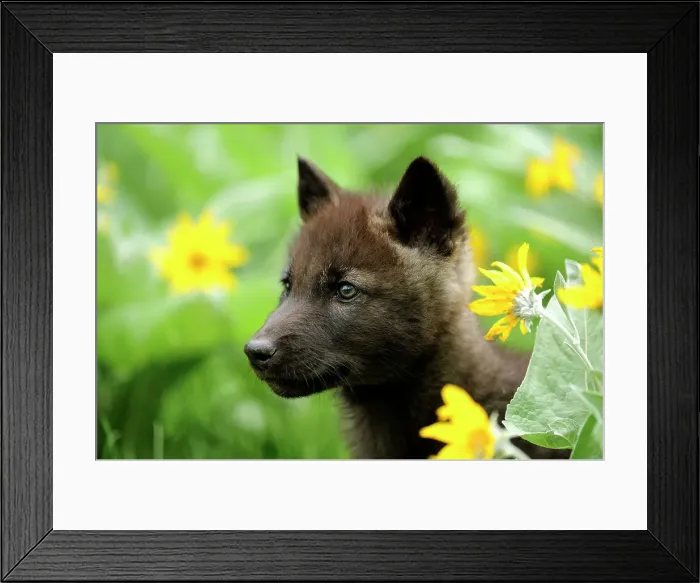 Framed Print : Gray / grey / timber wolf (Canis lupus)- captive raised cub, Bozeman, Montana, USA Framed Print : Gray / grey / timber wolf (Canis lupus)- captive raised cub, Bozeman, Montana, USA