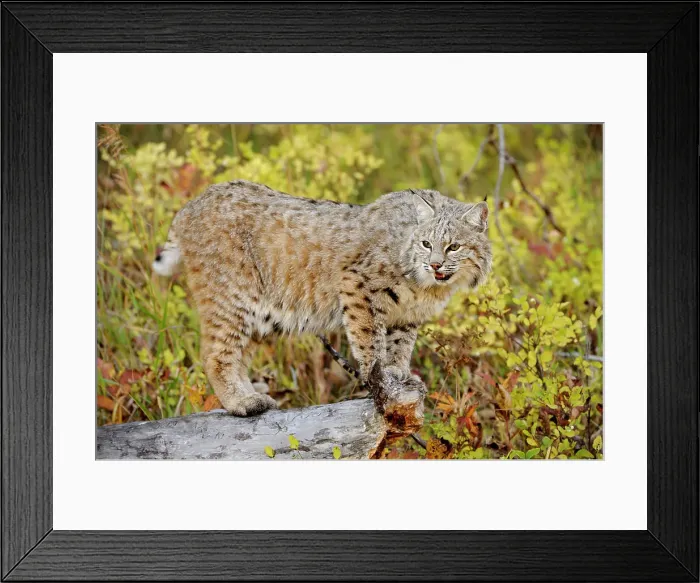 Framed Print : Bobcat (Lynx rufus) Captive raised, Bozeman, Montana, USA Framed Print : Bobcat (Lynx rufus) Captive raised, Bozeman, Montana, USA