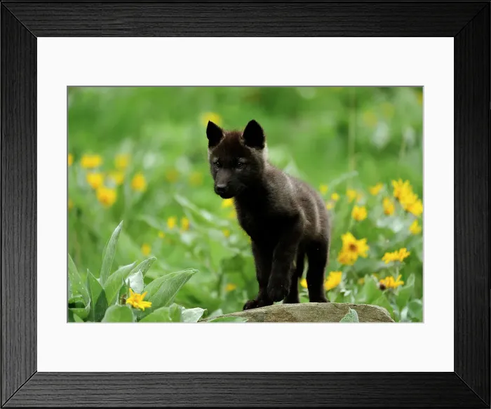 Framed Print : Gray / grey / timber wolf (Canis lupus)- captive raised cub, Bozeman, Montana, USA