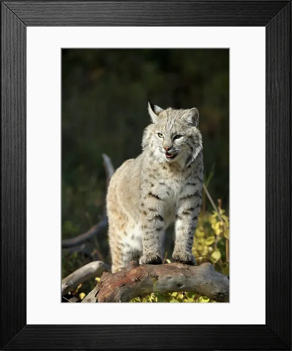 Framed Print : Bobcat (Lynx rufus) Captive raised, Bozeman, Montana, USA Framed Print : Bobcat (Lynx rufus) Captive raised, Bozeman, Montana, USA